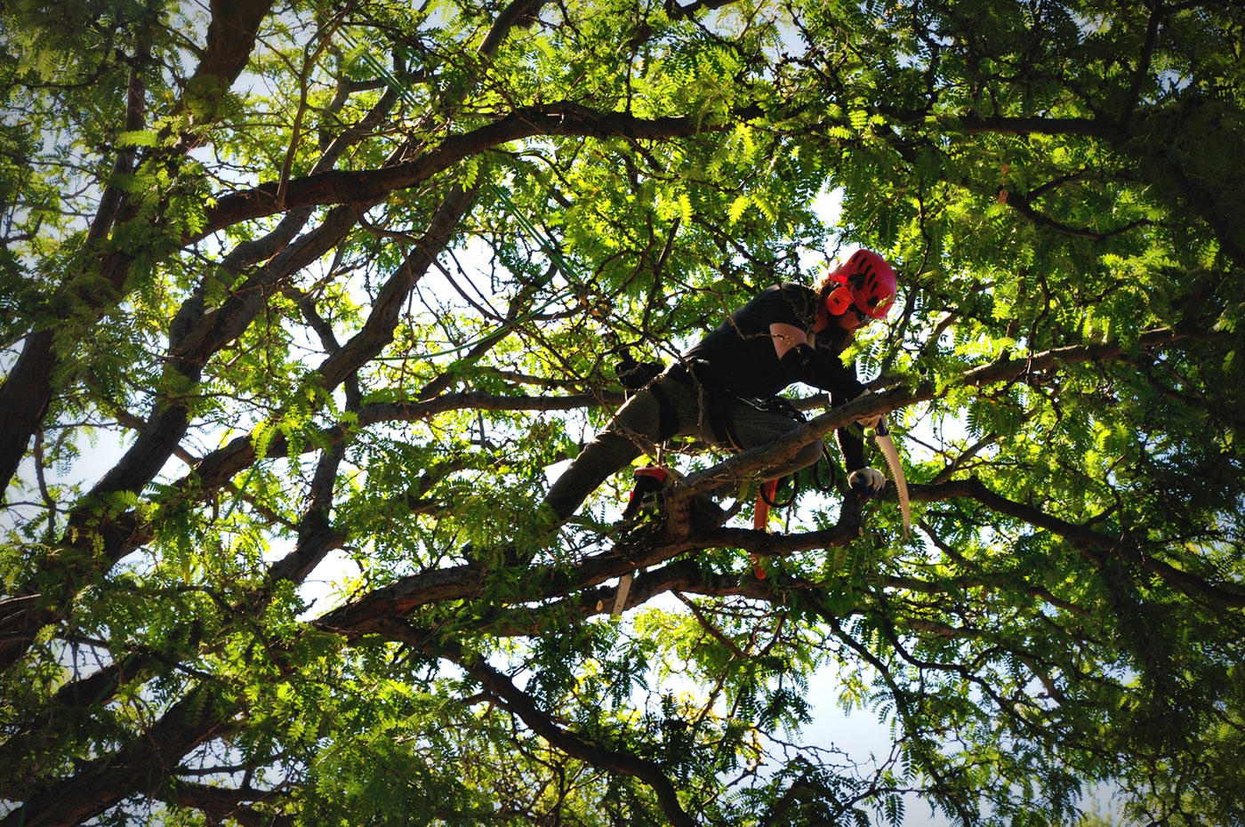 inset_arborist